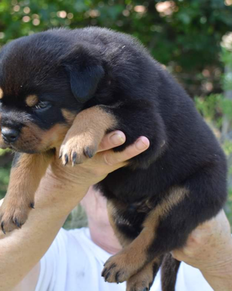 Cuccioli di Rottweiler alta genealogia