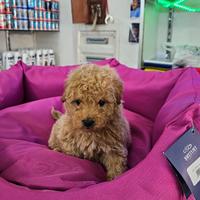 Barboncino albicocca miniaturetoy