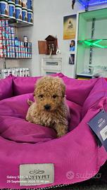 Barboncino albicocca miniaturetoy