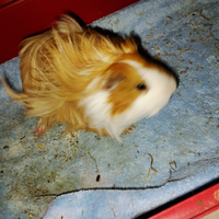 Porcellino india maschio di mesi 6