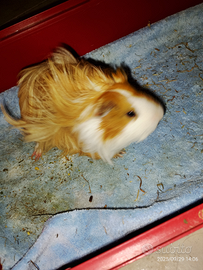 Porcellino india maschio di mesi 6