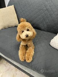 Animali