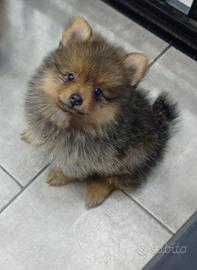 Spitz Pomerania