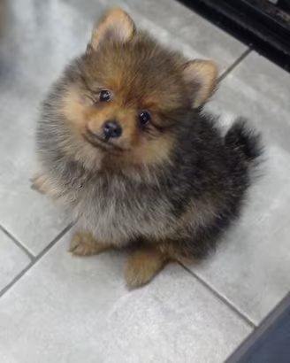 Spitz Pomerania