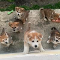 Cuccioli di Akita Inu con pedigree ENCI