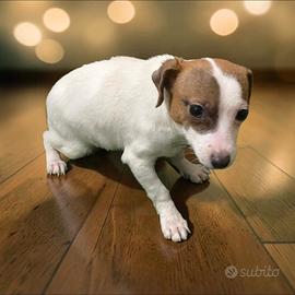 Jack russel