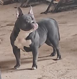 American bully