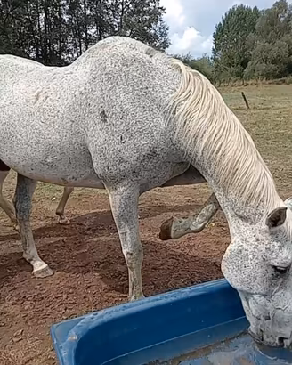Cavallo