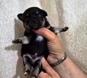 Chihuahua mini toy