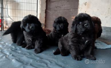 Cuccioli di Terranova