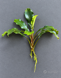 Bucephalandra Bukit Kelam per acquario