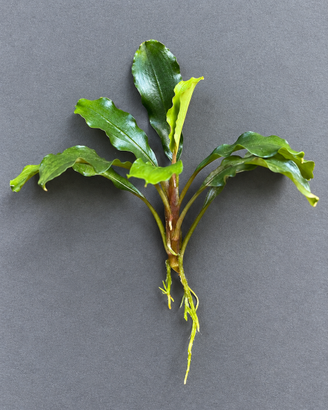 Bucephalandra Bukit Kelam per acquario