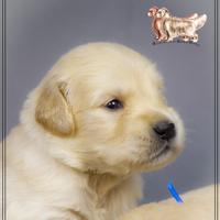 Golden Retriever cuccioli disponibili
