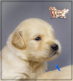 Golden Retriever cuccioli disponibili