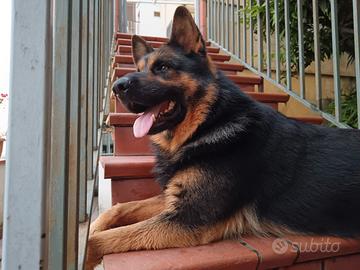 Pastore tedesco
