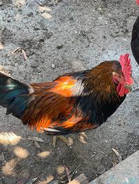 Galline, oche, anatre ornamentali