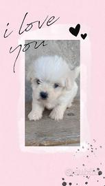 Maltese