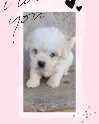 Maltese