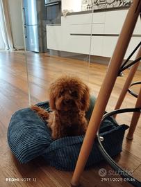 Cuccioli di barboncini toy