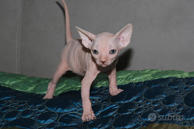 Cuccioli Sphynx