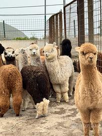 Alpaca per fattorie didattiche