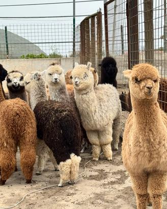Alpaca per fattorie didattiche