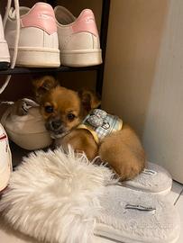 Cucciola di chihuahua