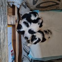 Cuccioli maschi Shih Tzu