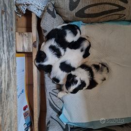 Cuccioli maschi Shih Tzu