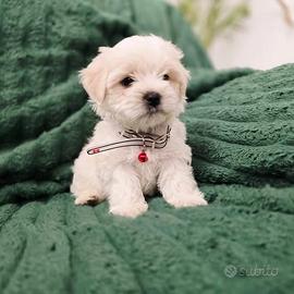Maltese&maltesi
