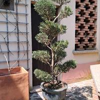 grande vaso bonsai cupressocypari leylandii