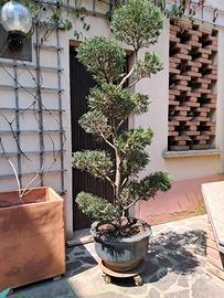 grande vaso bonsai cupressocypari leylandii