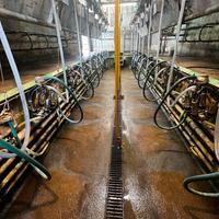 Sala di mungitura Westfalia