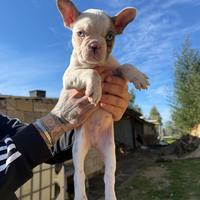Ultimo cucciolo di bulldog francese