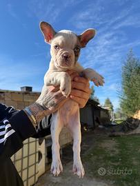 Ultimo cucciolo di bulldog francese