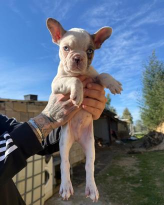 Ultimo cucciolo di bulldog francese