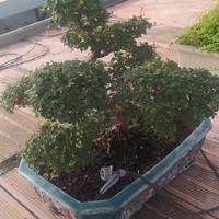 bonsai olmo cinese