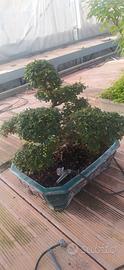 bonsai olmo cinese