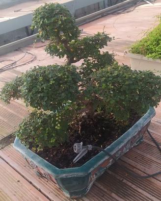 bonsai olmo cinese