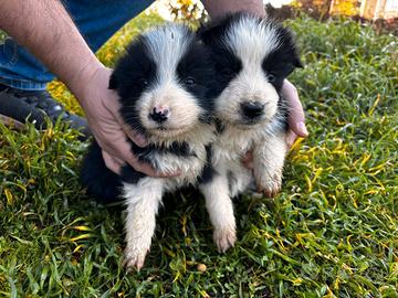 Cuccioli border collie