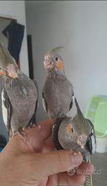 Calopsiti allevate a mano