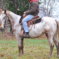 Cavalla puledra appaloosa