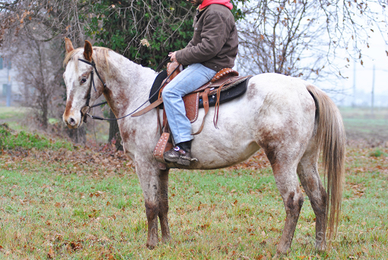 Cavalla puledra appaloosa