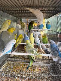 Pappagalli cocorite in molte mutazioni