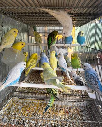 Pappagalli cocorite in molte mutazioni