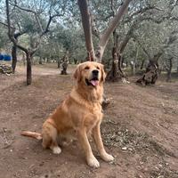 Golden Retriver per accoppiamento
