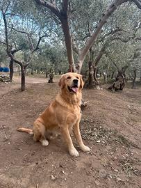 Golden Retriver per accoppiamento