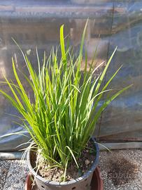 iris fiore giallo 