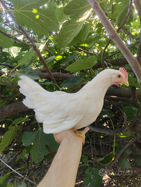 Coppia Livornesi pura