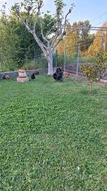 Galline e galletti
